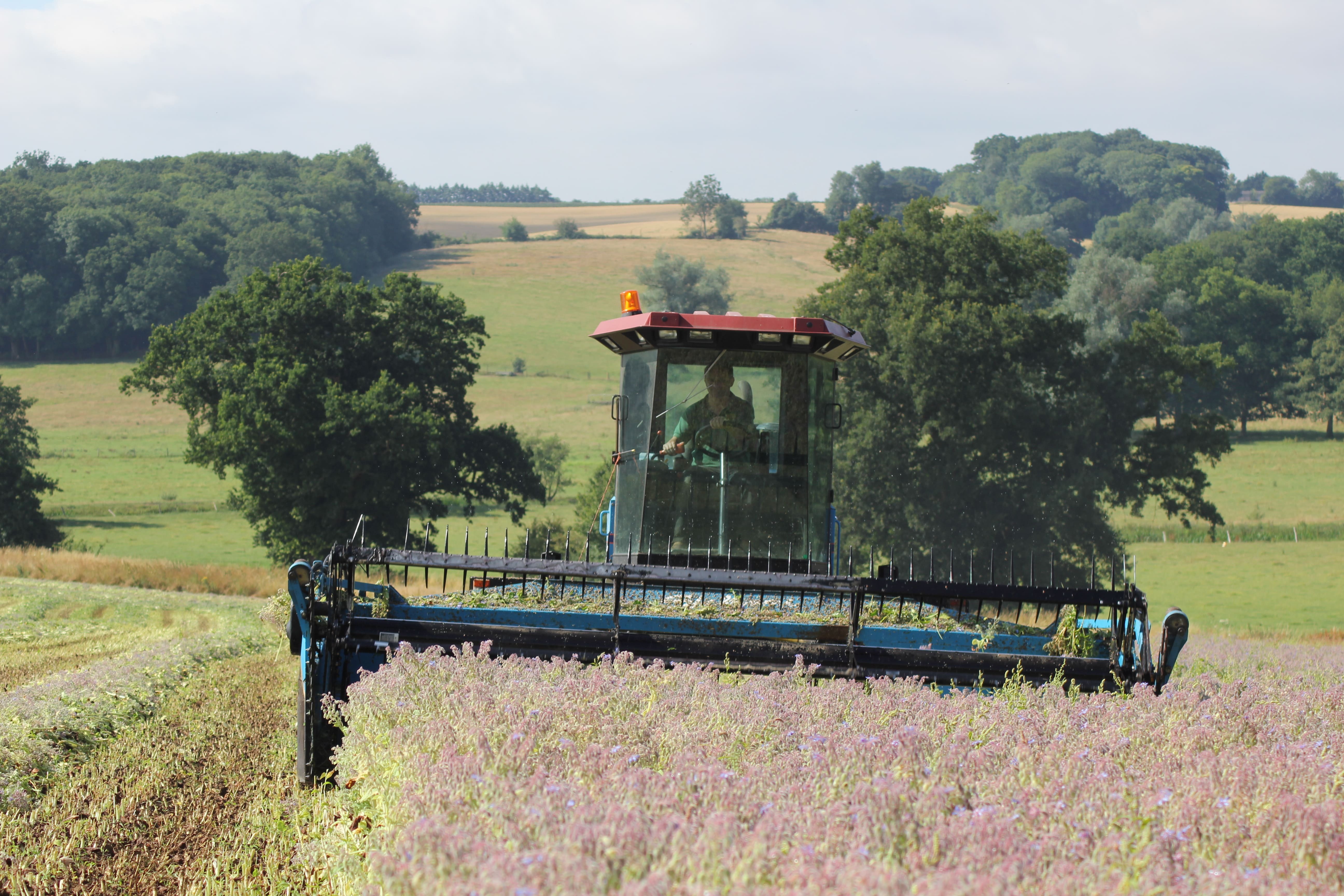 Borage cultivation