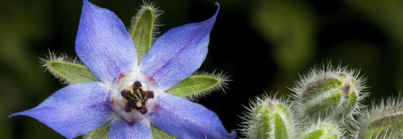 borage oil