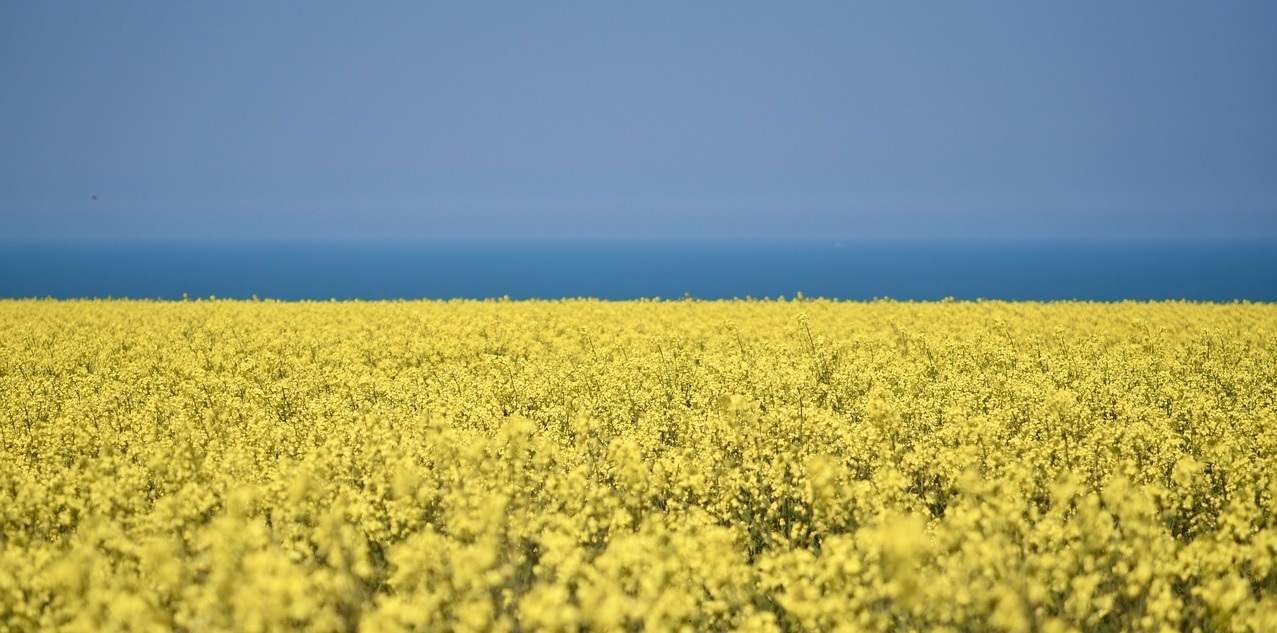 Field evening primrose